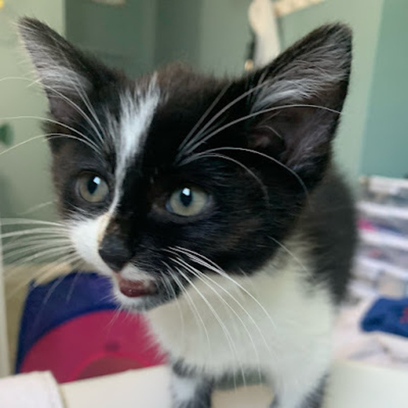 Meet your Posher, Kim - Picture 1 of 1